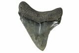 Serrated, Juvenile Megalodon Tooth - South Carolina #172101-2